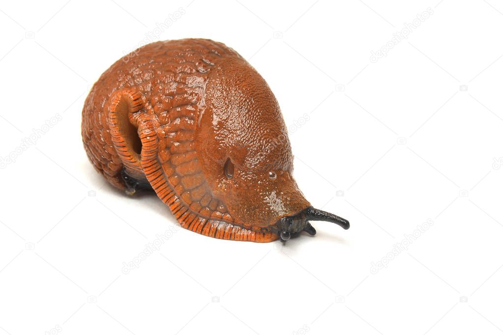 arion rufus, the red slug or chocolate arion isolated on white