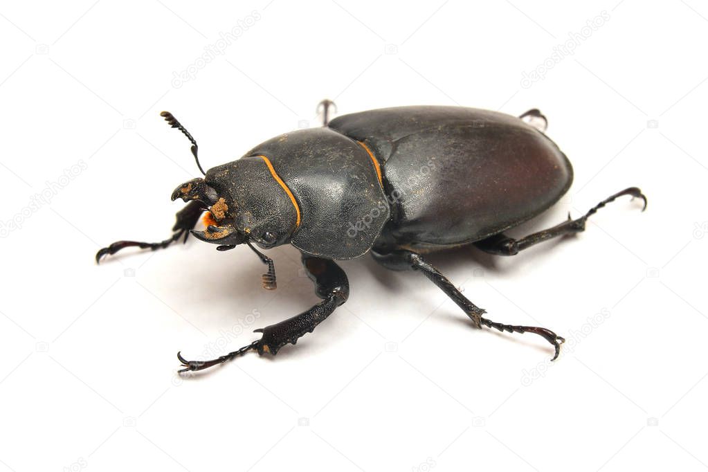 Stag beetle lucanus cervus isolated on whit