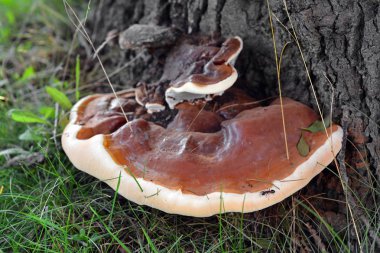 Ganoderma applanatum mantar