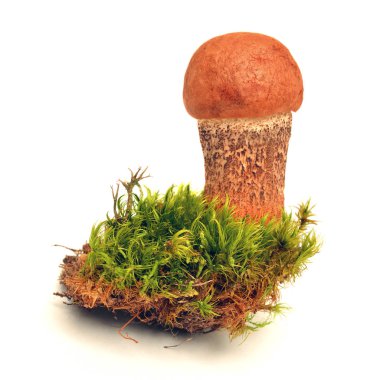 leccinum quercinum mantar, kırmızı şapkalı scaber sapı bilinen