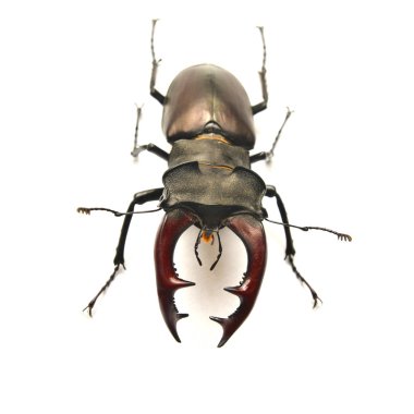 Stag beetle lucanus cervus beyaz izole
