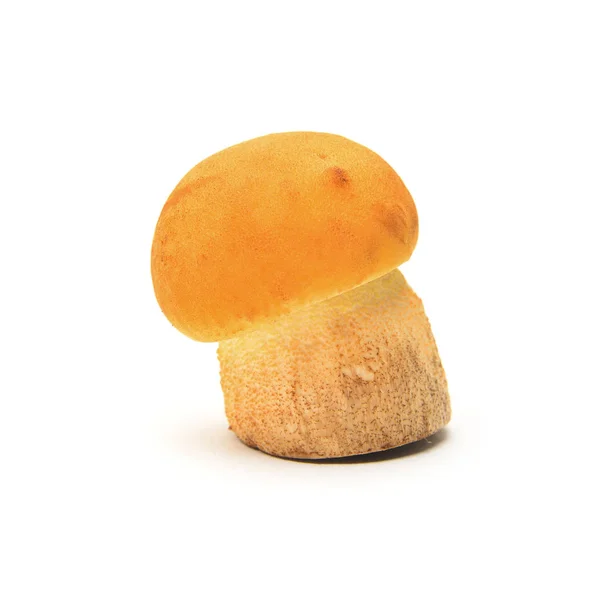 Leccinelum Crocipodium Mushroom Isolated White Saffron Bolete — Stock Photo, Image