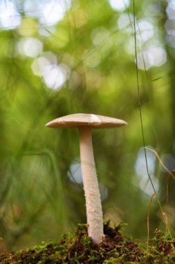 Amanita fulva mantar, olarak da bilinen sarımsı kahverengi grisette