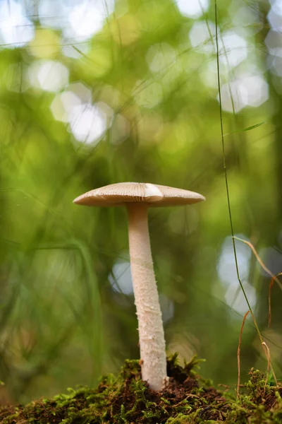 Amanita Fulva Mushroom Also Known Tawny Grisette — Stock Photo, Image