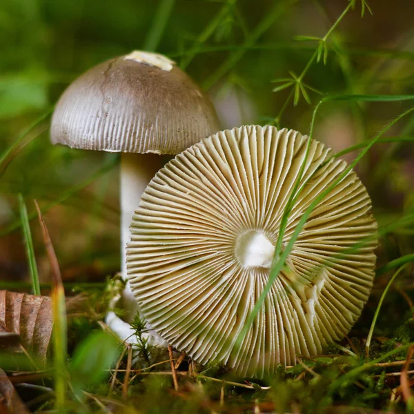 Jedlé Amanita Vaginata Hub Lese — Stock fotografie