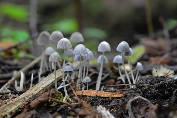 Coprinellus disseminatus mushrooms in the wild, fairy inkcap