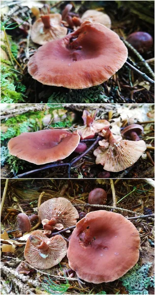 乳缘蘑菇称为糖果帽或咖喱 Milkcap — 图库照片