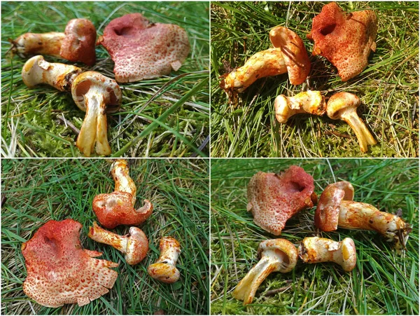 Rare Cortinarius Bolaris Mushroom Known Dappled Webcap — Stock Photo, Image