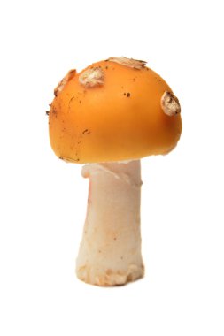 Amanita Gemmata mantar