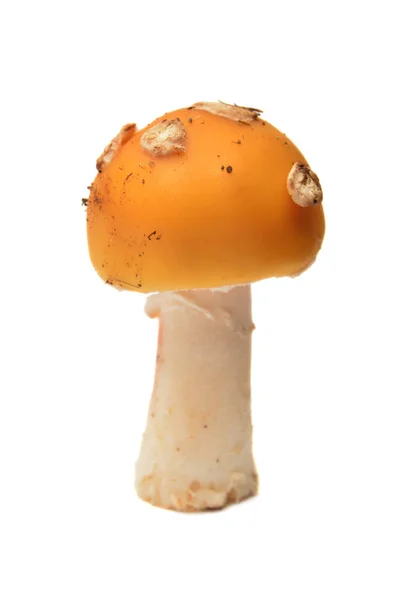 Μανιτάρια Amanita Gemmata — Φωτογραφία Αρχείου