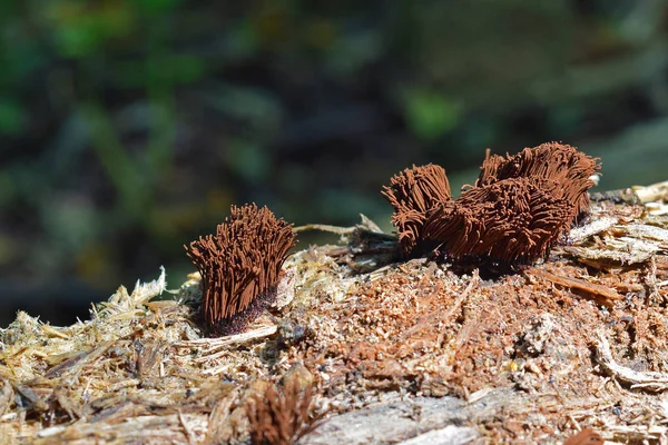Stemonitis splendens slime mold — Stockfoto