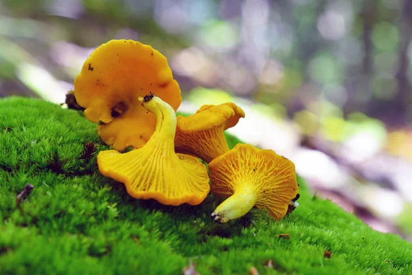 Cantharellus Cibarius Paddestoel Eetbare Paddestoel — Stockfoto