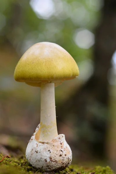Deadly Toxic Amanita Phalloides Mushroom Deathcap — Stock Photo, Image