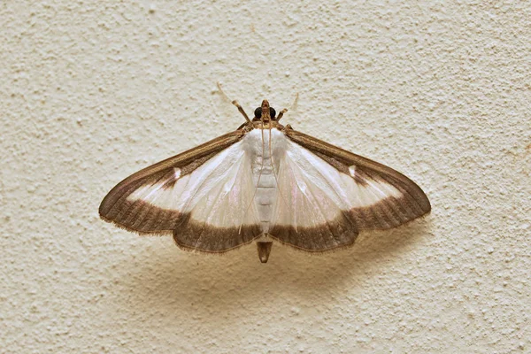 Cydalima Persepctalis Conhecida Como Mariposa Árvore Caixa — Fotografia de Stock