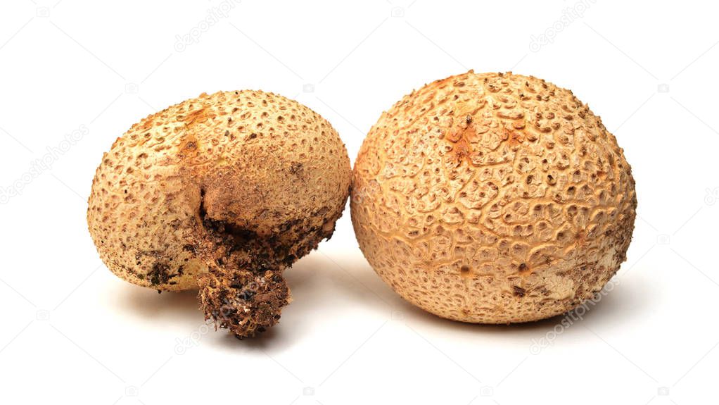 Scleroderma citrinum, commonly known as the common earthball or pigskin poison puffball