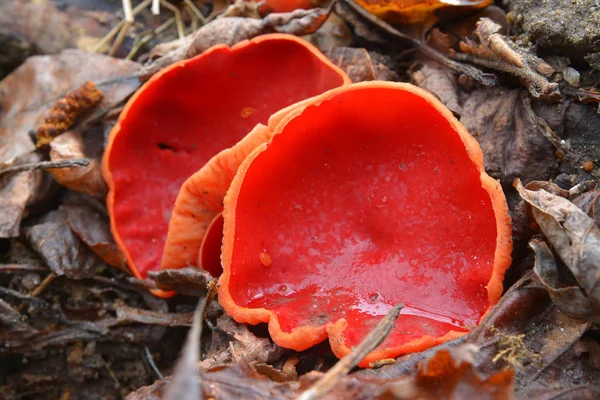 Champignon Coupe Elfe Écarlate Sarcoscypha Coccine — Photo