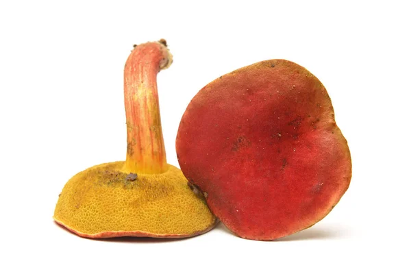 Hortiboletus rubellus 버섯 — 스톡 사진