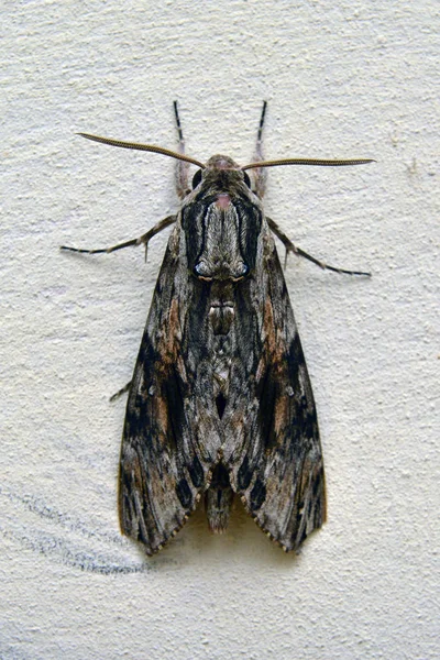 Agrius Convolvuli Známé Jako Svlačec Jestřáb Moth — Stock fotografie