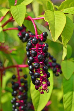pokeweed bilinen phytolacca americana meyve