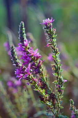 lythrum salicaria, mor veya çivili loosestrife bilinen