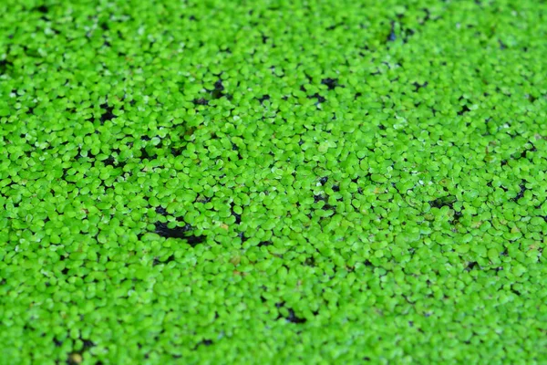 Fondo Abstracto Textura Algas Verdes Lemna Minor Pato — Foto de Stock