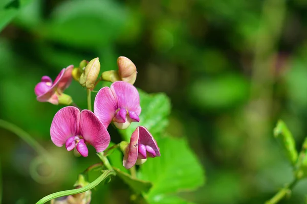 Lathyrus Latifolius Pflanze Bekannt Als Mehrjährige Pfirsich Und Breitblättrige Immergrüne Stockbild