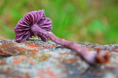 Laccaria amethystina mantar, ametist düzenbaz olarak bilinen