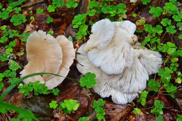 Freshly Harvested Edible Pleurotus Ostreatus Mushrooms Food — Stock Photo, Image