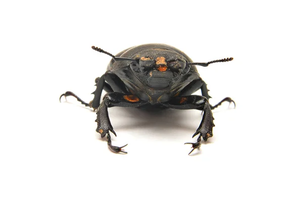 Escaravelho Lucanus Chalus Isolado Sobre Branco — Fotografia de Stock