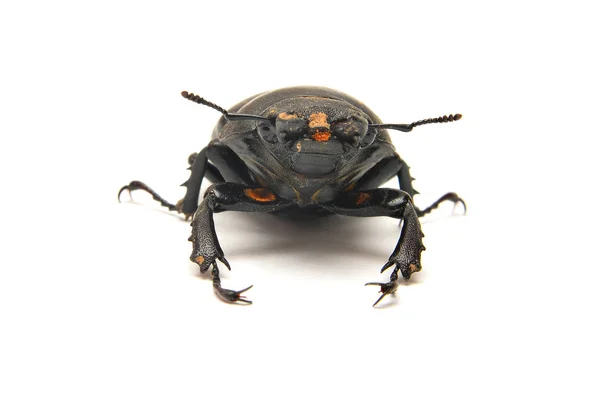 Escarabajo Ciervo Lucanus Cervus Aislado Blanco — Foto de Stock