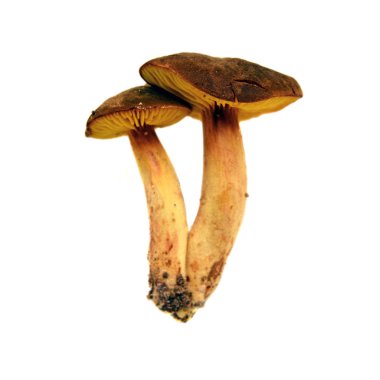 gilled bolete bilinen phylloporus rhodoxanthus mantar