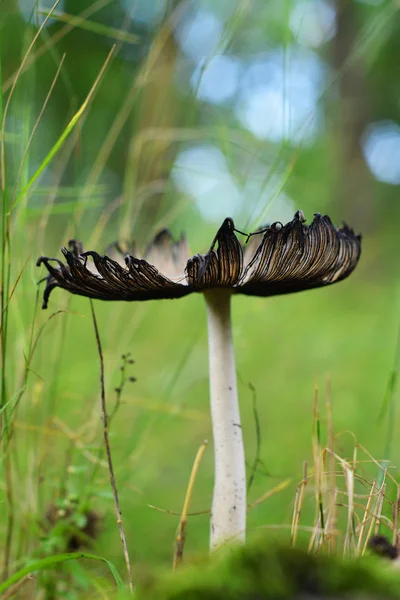 Coprinopsis Atramentaria Champignon Dans Forêt — Photo