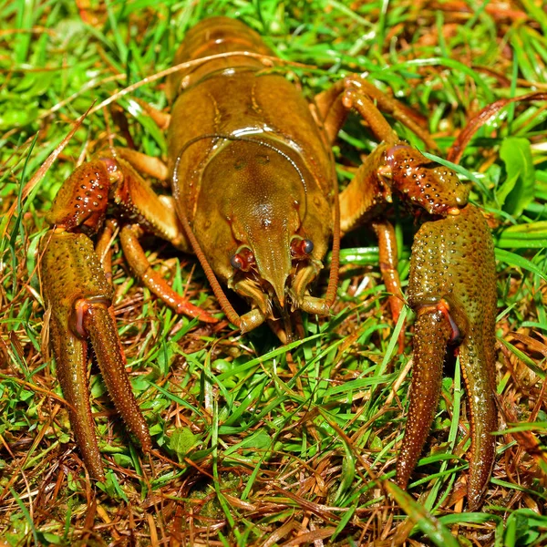 Austropotamobius Pallipes Vulgarmente Conhecido Como Lagostim Garra Branca Espécies Ameaçadas — Fotografia de Stock