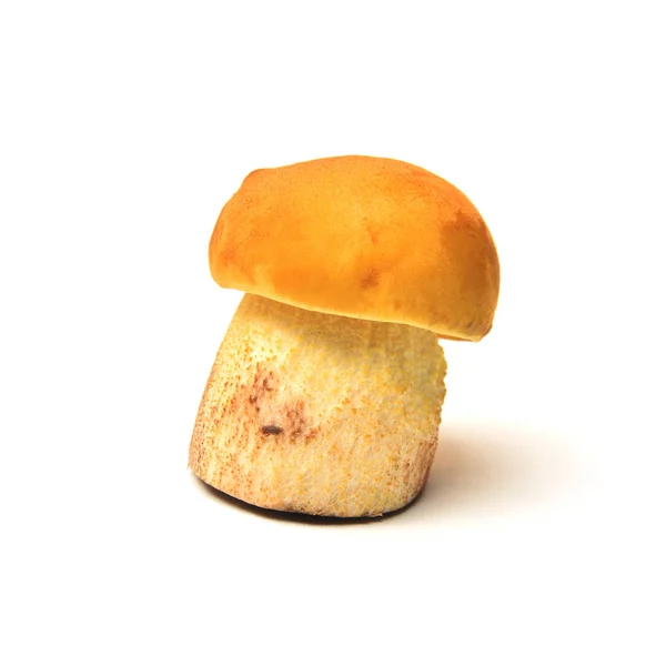 Leccinelum Crocipodium 蘑菇在白色 番红花 Bolete — 图库照片