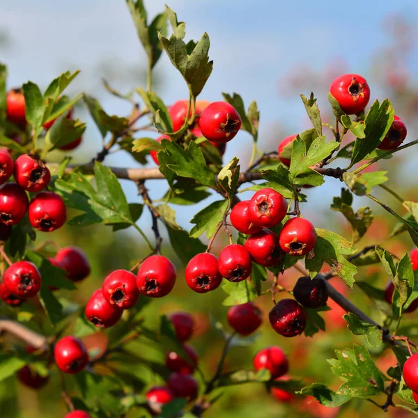 Frutos Silvestres Planta Crataegus Monogyna Espinheiro Imagem De Stock