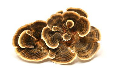 Trametes versicolor mushroom, commonly the turkey tail clipart