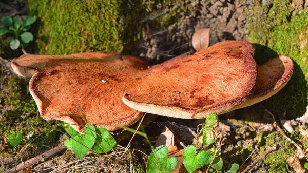 桉树肝蘑菇 也称为牛舌或牛排菌 — 图库照片