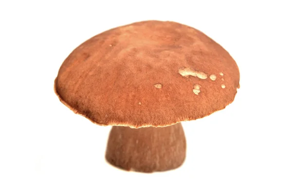 Boletus Reticulatus Isolé Sur Blanc Cep Été — Photo