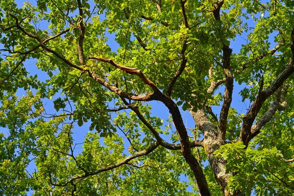 Äste Eines Quercus Baumes lizenzfreie Stockfotos