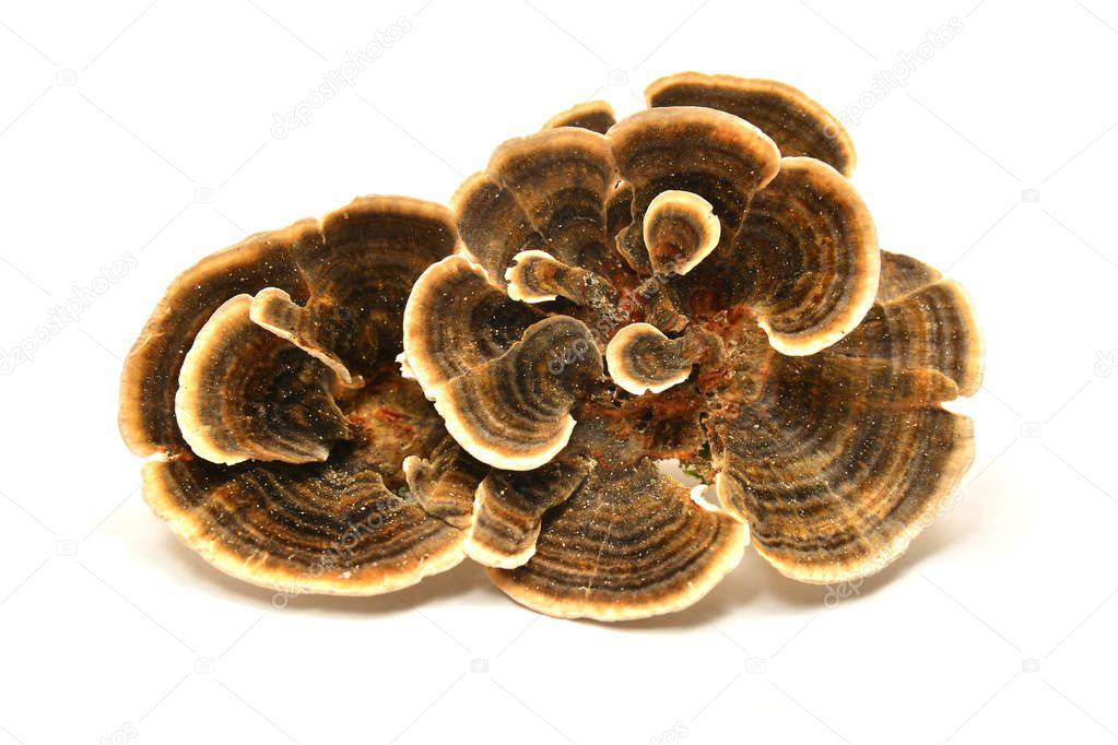 Trametes versicolor mushroom, commonly the turkey tail