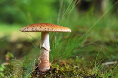 Amanita rubescens mantar doğada, allık