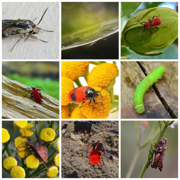 九种昆虫在自然栖息地的蒙太奇 — 图库照片