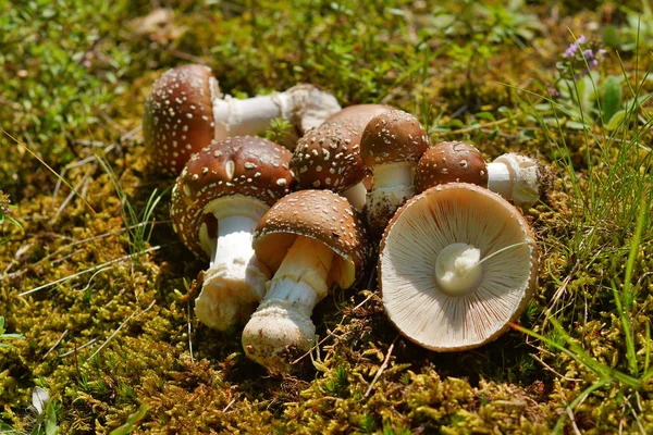 Μανιτάρια Amanita Pantherina Κοινώς Γνωστό Πάνθηρας Καπάκι Ψευδείς Ρουζ — Φωτογραφία Αρχείου