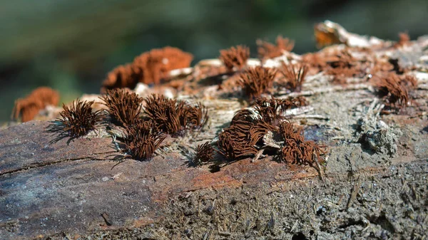 Stemonitis Splendens Slizu Formy Známé Jako Sliz Čokoládové Trubice — Stock fotografie