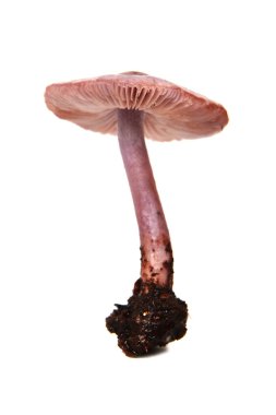 Mycena pura mantar, Lila kaporta
