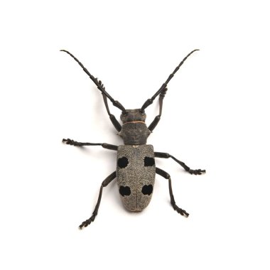 morimus funereus böceği üzerinde beyaz izole