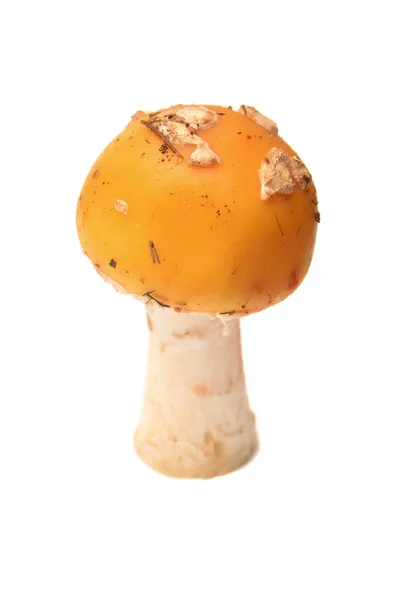 Amanita Gemmata Zerrin Veya Gemmed Amanita Olarak Bilinen — Stok fotoğraf