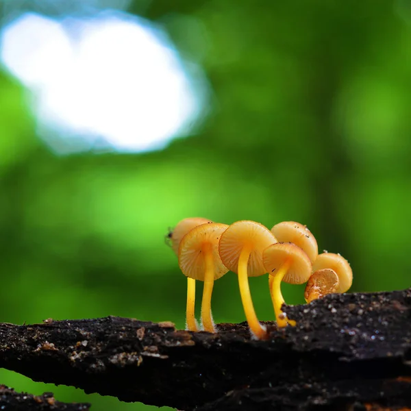 Грибний Кластер Mycena Renati Красивий — стокове фото