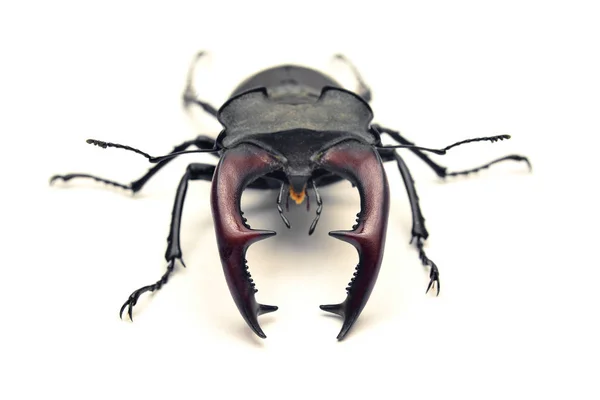 Escarabajo Ciervo Lucanus Cervus Aislado Whit — Foto de Stock