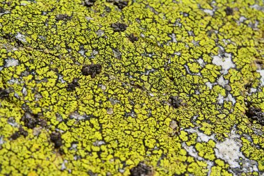 acarospora lichenized contigua mantar, Arnavut kaldırımı liken ile kaplı kaya